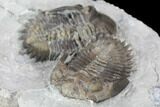 Two Greenops Trilobites - Hungry Hollow, Ontario #107546-4